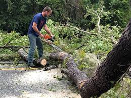 Best Tree Removal  in Laurel, MT