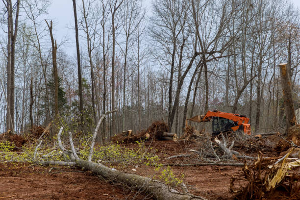 How Our Tree Care Process Works  in  Laurel, MT