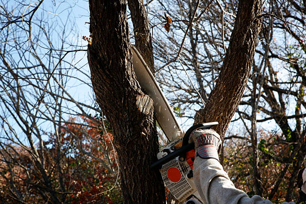 Best Seasonal Cleanup (Spring/Fall)  in Laurel, MT