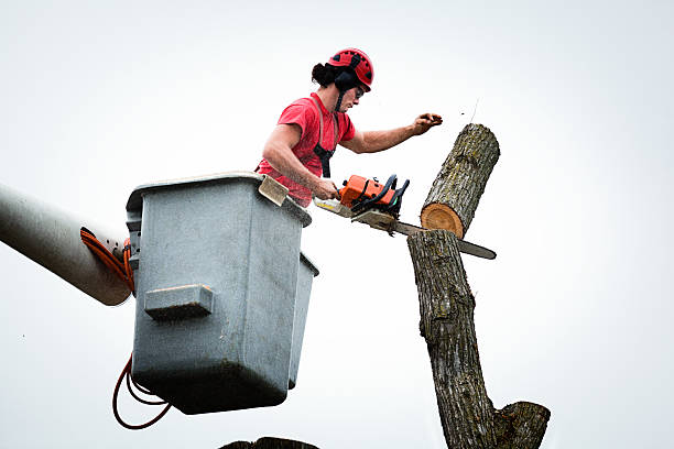 Best Root Management and Removal  in Laurel, MT