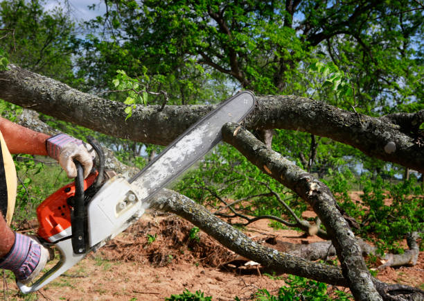 Laurel, MT Tree Care Company